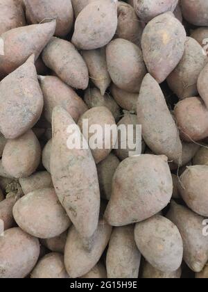 Seine großen, stärkehaltigen, süß schmeckenden, tuberösen Wurzeln sind ein Wurzelgemüse. Stockfoto