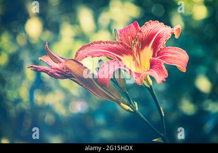 Melancholie im Jenseits. Wunderschöne rote Tagespflanzen und Blüten in einem versteckten Garten im Sommer. Diese Pflanze blüht nur an einem Tag. Stockfoto