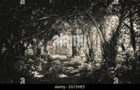 Waldweg zu einer einsamen leeren Hütte mitten im Nirgendwo, ohne Seele in der wilden Natur im Sommer. Stockfoto