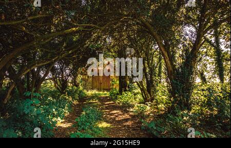 Waldweg zu einer einsamen leeren Hütte mitten im Nirgendwo, ohne Seele in der wilden Natur im Sommer. Stockfoto