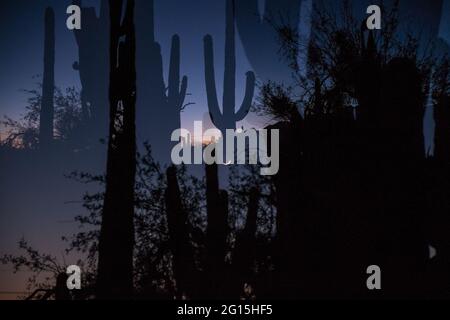 Halbmond durch Saguaros am Sabino Canyon, Tucson, Arizona, USA Stockfoto