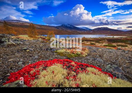 Rote Bergavenen, Dryas octopetala, im Herbst Landschaft in der Nähe des Sees Avsjøen in Dovre, Norwegen, Skandinavien. Stockfoto