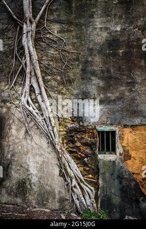 An der Wand eines verlassenen Dorfhauses, Kuk Po, New Territories, Hongkong, wächst ein banyan-Baum Stockfoto