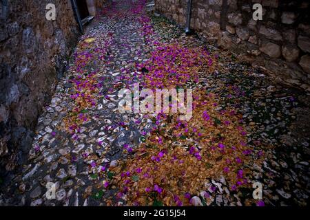 Lila Blütenblätter verstreut auf einem gepflasterten Weg, Insel Brač, Kroatien, im Herbst Stockfoto