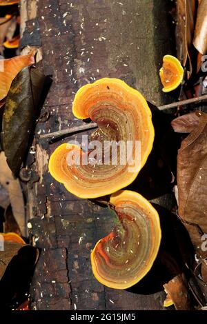 Draufsicht auf eine Gruppe von Pilzen, die auf einem toten Baumstamm wachsen Stockfoto