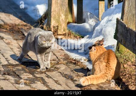 Eine loppohrige schottische Katze und eine Ingwerkatze finden das heraus Ihre Beziehung an einem warmen Frühlingstag Stockfoto