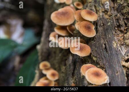 Cluster von braunen Pilzen, die auf einem toten Stamm in einem Regenwald wachsen Stockfoto