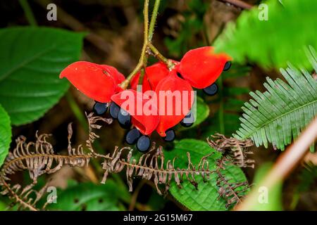 Ungewöhnliche rote Samenschoten mit schwarzen Samen der tropischen Kastanienpflanze der Gattung Sterculia. Stockfoto