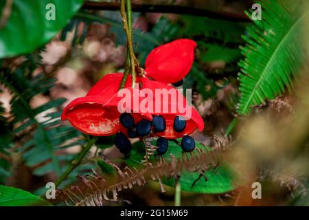 Ungewöhnliche rote Samenschoten mit schwarzen Samen der tropischen Kastanienpflanze der Gattung Sterculia. Stockfoto