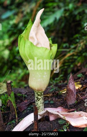 Blume des Amorphallus prainii auch Voodoo Lily genannt, die in einem tropischen Wald zu blühen beginnt Stockfoto