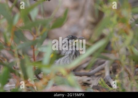 Unreife New Holland Honeyeater Stockfoto