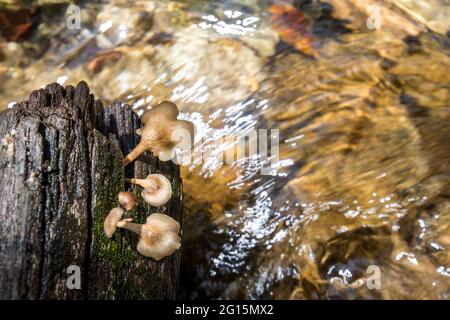 Pilzhaufen, der auf einem toten Baumstamm in der Nähe eines Flusses wächst Stockfoto