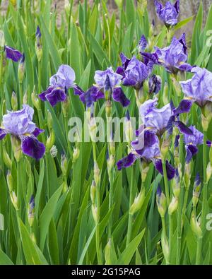 Blühende Iris auf einem Blumenbeet im Garten Stockfoto