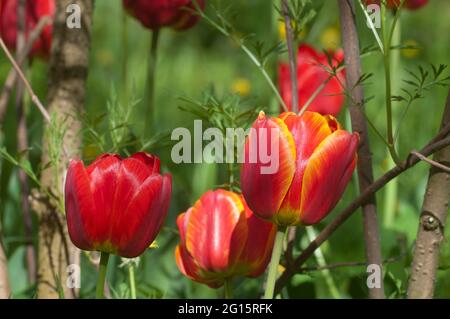 Rote Tulpe, Nahaufnahme, lokaler Fokus Stockfoto