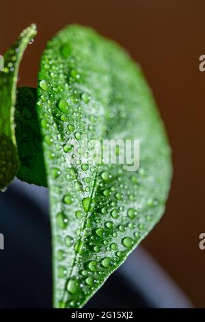 Dieses Bild zeigt eine makroabstrakte Kunstansicht eines mit Wasser bemellten Blattes auf einem Meyer-Zitronenbaum (Citrus meyeri) mit einem dunklen neutralen defokussierten Hintergrund. Stockfoto