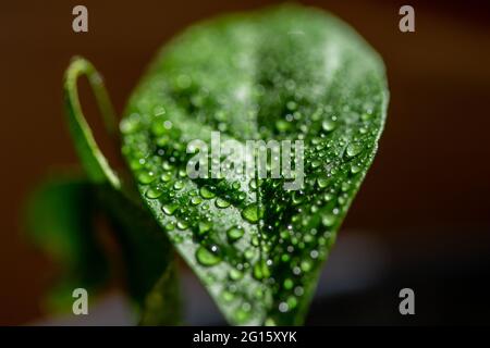Dieses Bild zeigt eine makroabstrakte Kunstansicht eines mit Wasser bemellten Blattes auf einem Meyer-Zitronenbaum (Citrus meyeri) mit einem dunklen neutralen defokussierten Hintergrund. Stockfoto