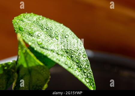 Dieses Bild zeigt eine makroabstrakte Kunstansicht eines mit Wasser bemellten Blattes auf einem Meyer-Zitronenbaum (Citrus meyeri) mit einem dunklen neutralen defokussierten Hintergrund. Stockfoto