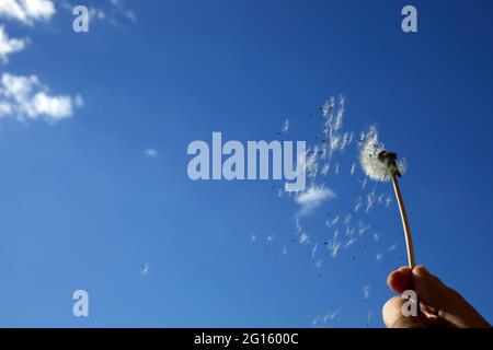 Die Eselblume verbreitet schwimmende Samen am blauen Himmel. Der Begriff der Freiheit, Träume von der Zukunft. Stockfoto