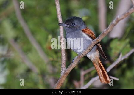 Graubrust-Paradiesschnäpper / Afrikanischer Paradiesflieger / Terpsiphone viridis Stockfoto