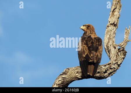 Wahlbergsadler / Wahlbergs Adler / Aquila wahlbergi Stockfoto