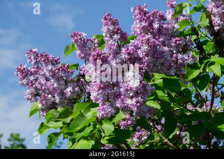 Blühende Sträucher, Lavendelfarbe, Syringa vulgaris Flieder, lila Spitzen im Frühling Stockfoto