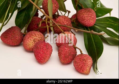 Litschi (Litchi chinensis) Früchte und Blätter auf weißem Grund Stockfoto