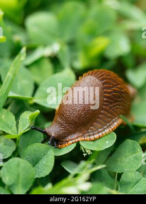 Spanische Schnecke (Arion vulgaris) auf Gras und Kleeblatt. Stockfoto