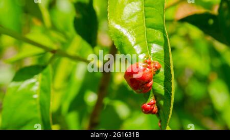 Rosige Apfelblattlaus Dysaphis Plantageinea . Pflanzenkrankheit, Detail der betroffenen Blatt im Frühjahr Stockfoto