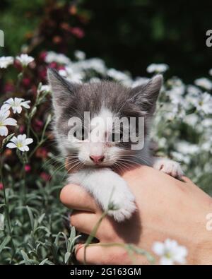 Der Mann hält Kätzchen in den Händen vor dem Hintergrund grüner Büsche im Garten. Mischlingskätzchen auf der Suche nach neuer Heimat und Familie. Charmante junge flauschige Stockfoto