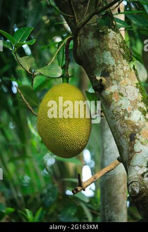 Eine Jackfrucht mitten in der Natur. Stockfoto