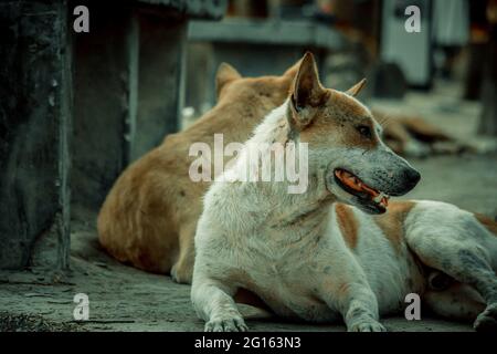 Braune bangladeschische Hunde lügen. Stockfoto