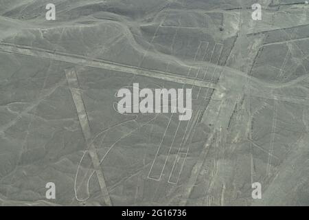 Luftaufnahme der Parrot-Geoglyphe an den Nazca Lines in Peru Stockfoto