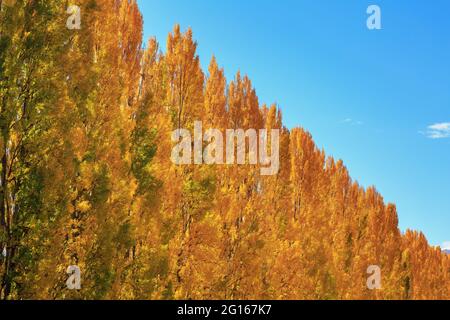 Eine Reihe von Pappelbäumen im Herbst, mit goldenem Laub vor einem strahlend blauen Himmel Stockfoto