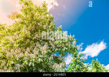 Blühender Kastanienbaum am blauen Frühlingshimmel. Lichtreflexe. Das Symbol der Stadt Kiew - Kastanie Stockfoto