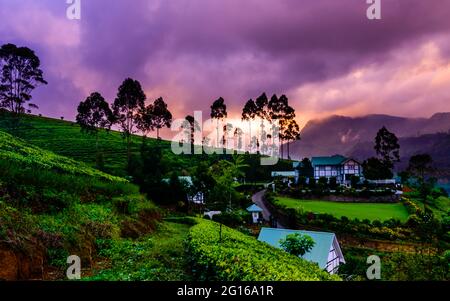 Teeplantage in Sri Lanka Highland unter wolkigen Himmel Stockfoto