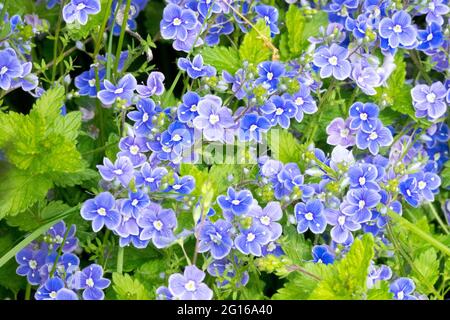 Veronica chamaedrys, blauer Blumengermander Speedwell, Vogelauge Speedwell oder Katzenaugen Stockfoto