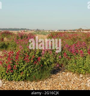 Centranthus rubur blühte am Strand von Aldwick Bay, Großbritannien. Stockfoto