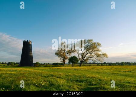 Black Mill, ein lokales Wahrzeichen, flankiert von blattlosen Bäumen und üppigem grünen Gras mit Butterblumen auf dem Westwood im Frühjahr in Beverley, Yorkshire, Großbritannien. Stockfoto