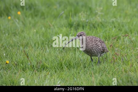 Großer Brachvogel, Numenius arquata, eurasischer Curlew Stockfoto