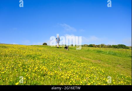 Eastbourne, Großbritannien. Juni 2021. Ein Läufer und sein Hund passieren ein Feld von Butterblumen in der Nähe von Beachy Head , Eastbourne an einem schönen heißen sonnigen Tag entlang der Südküste : Credit Simon Dack / Alamy Live News Stockfoto