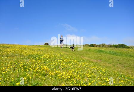 Eastbourne, Großbritannien. Juni 2021. Ein Läufer und sein Hund passieren ein Feld von Butterblumen in der Nähe von Beachy Head , Eastbourne an einem schönen heißen sonnigen Tag entlang der Südküste : Credit Simon Dack / Alamy Live News Stockfoto