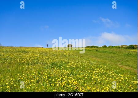 Eastbourne, Großbritannien. Juni 2021. Ein Läufer und sein Hund passieren ein Feld von Butterblumen in der Nähe von Beachy Head , Eastbourne an einem schönen heißen sonnigen Tag entlang der Südküste : Credit Simon Dack / Alamy Live News Stockfoto