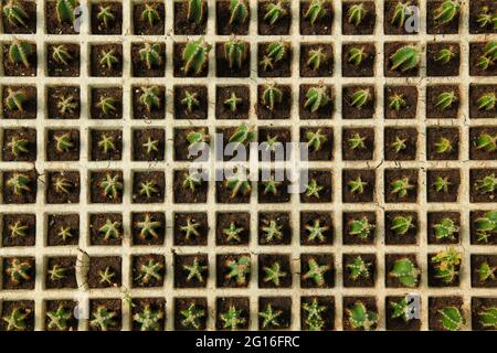 Kleiner Cereus peruvianus zum Verkauf. Stockfoto