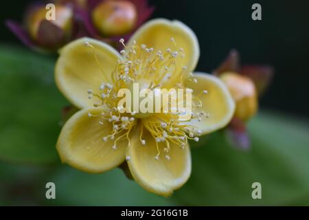 Tutsan eine Art von Johanniswürmern Stockfoto