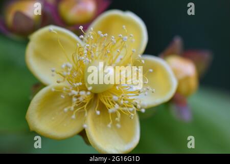 Tutsan eine Art von Johanniswürmern Stockfoto