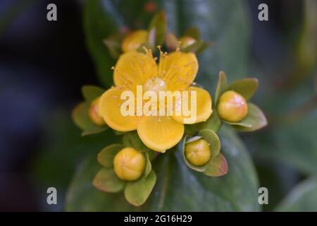 Hypericum androsaemum, auch als tutsan, shrubby St. John's Wort oder süß-bernsteinfarben, blühende Pflanze in der Familie Hypericaceae bezeichnet Stockfoto