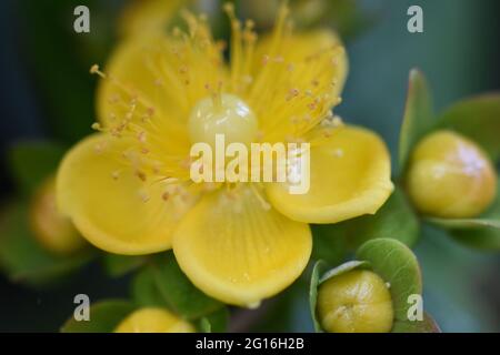 Hypericum androsaemum, auch als tutsan, shrubby St. John's Wort oder süß-bernsteinfarben, blühende Pflanze in der Familie Hypericaceae bezeichnet Stockfoto