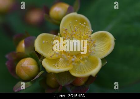 Tutsan eine Art von Johanniswürmern Stockfoto