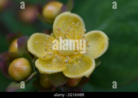 Tutsan eine Art von Johanniswürmern Stockfoto