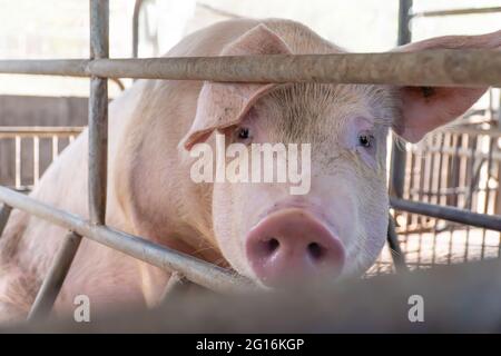 Nahaufnahme des Zuchtschweins auf dem Hof warten auf Nahrung, Selective FOCUS Soft Focus. Stockfoto